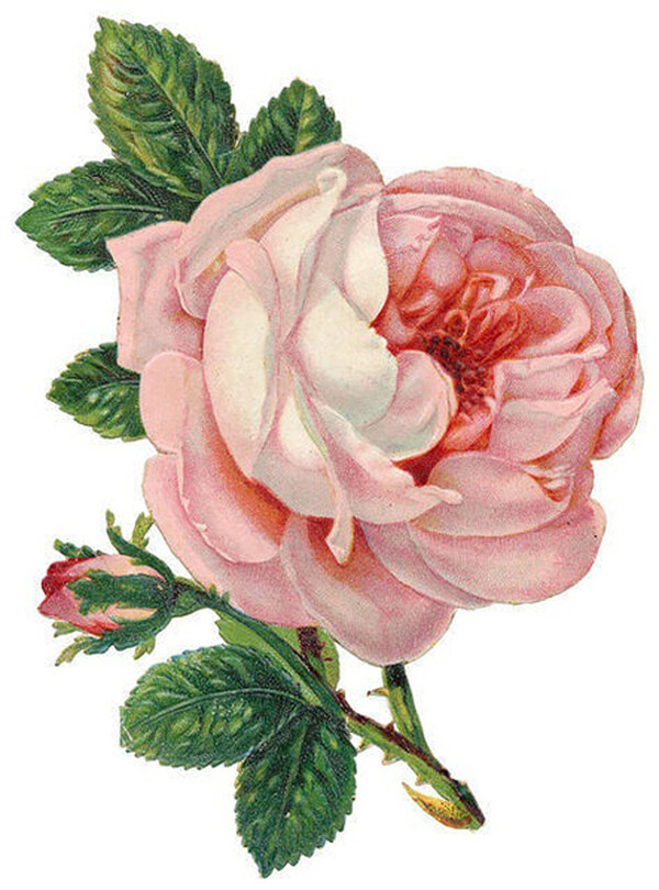 手绘花卉玫瑰