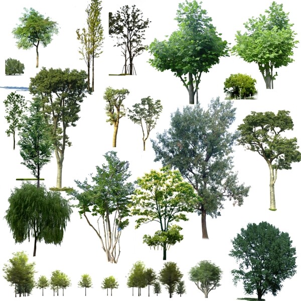 景观后期常用植物树种绿化