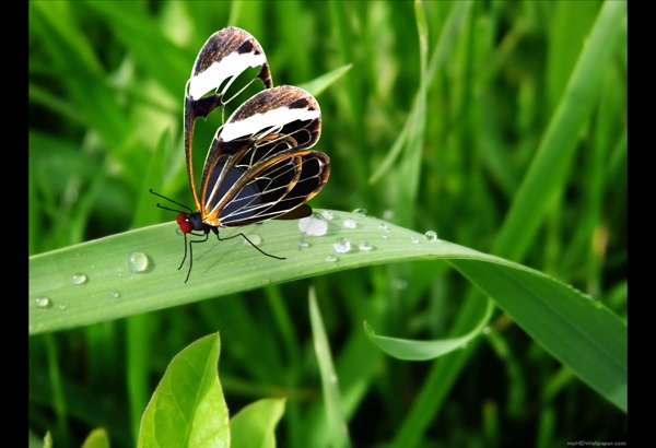玻璃翅的蝴蝶