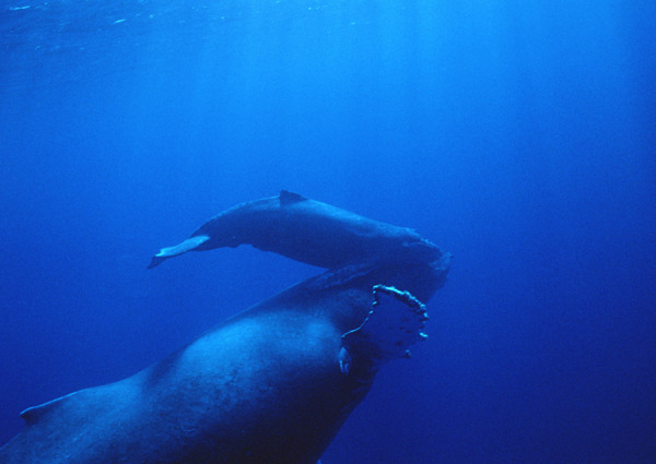 海底的鲸
