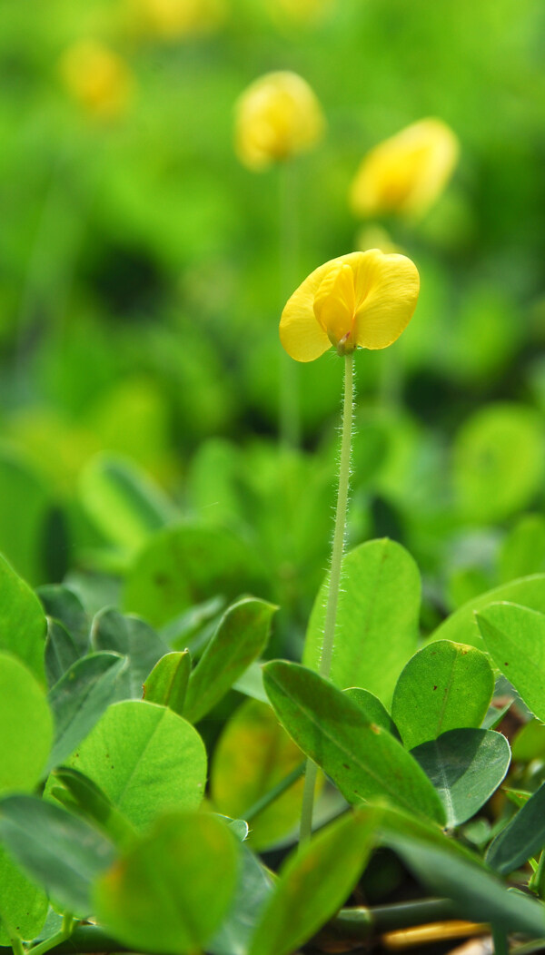 花语花生图片