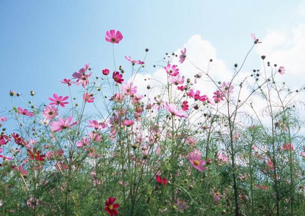 高清图库素材阳光鲜花