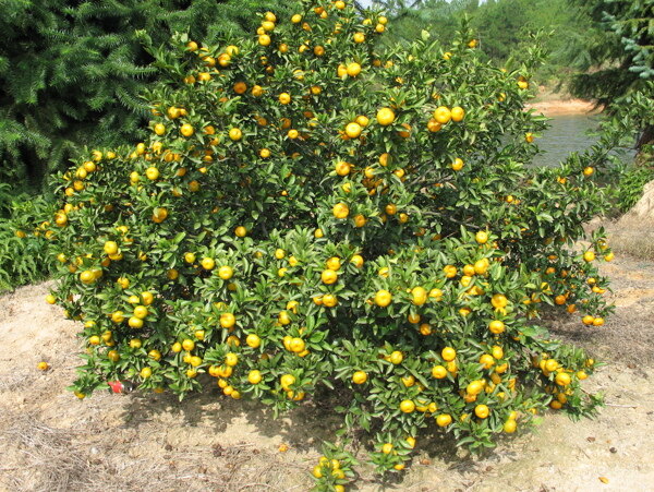 橘子树图片