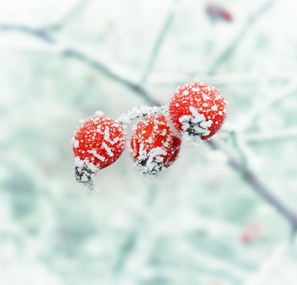 霜降果实冬季红色图片