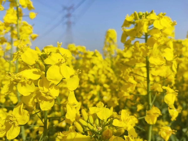 油菜花