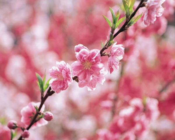 桃花图片