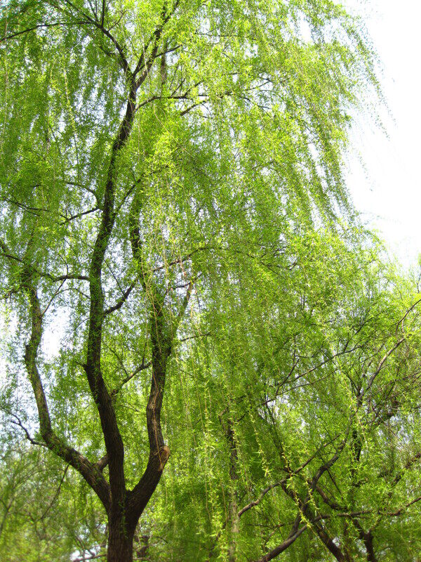 西湖的树柳树图片