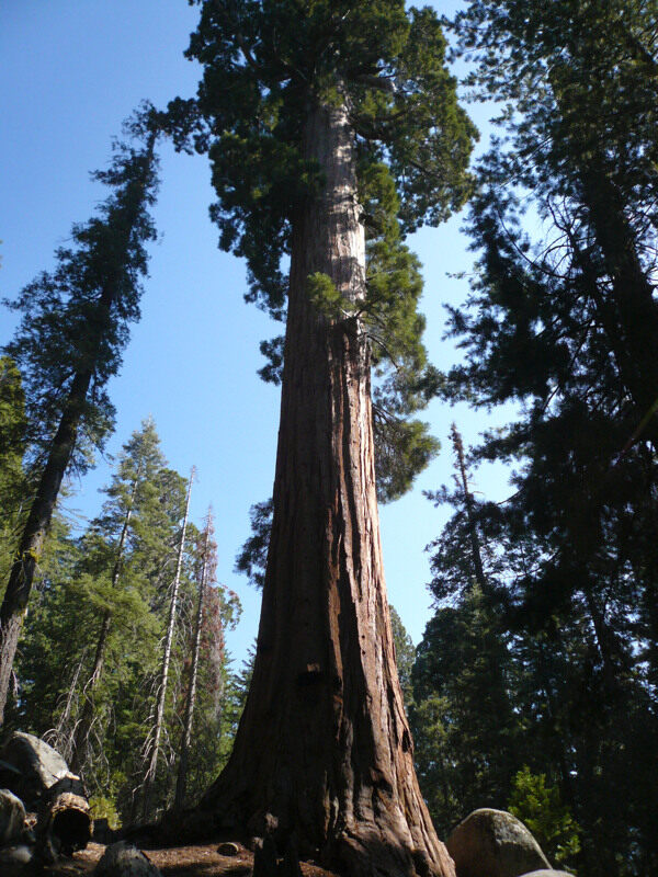 巨大的红杉图片