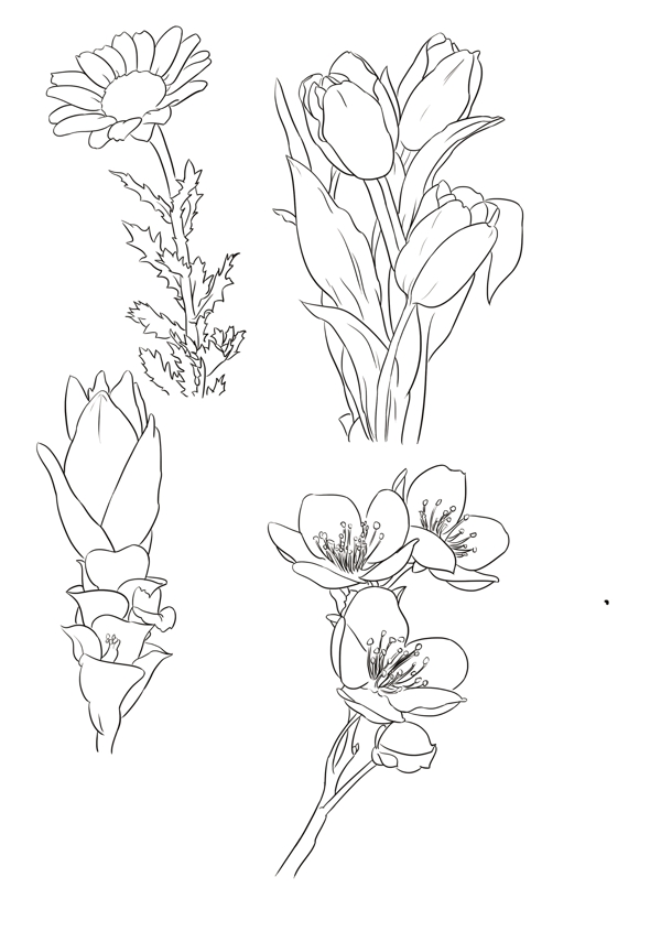 植物花卉手绘