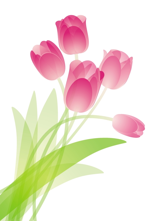 粉红色的郁金香花束向量