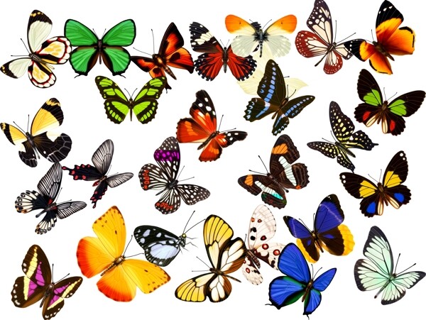 多种蝴蝶图片