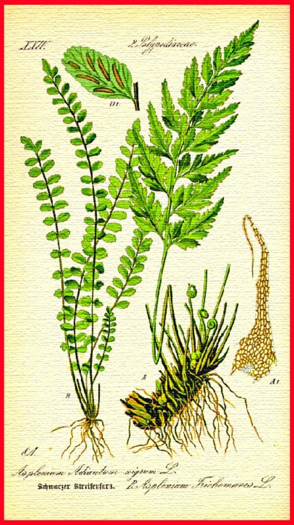 植物根茎叶图片