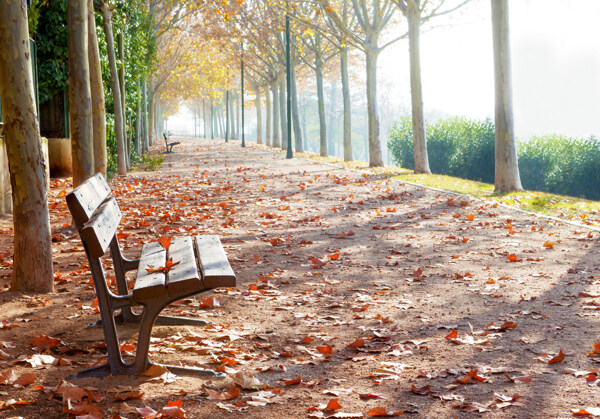 秋天道路椅子风景