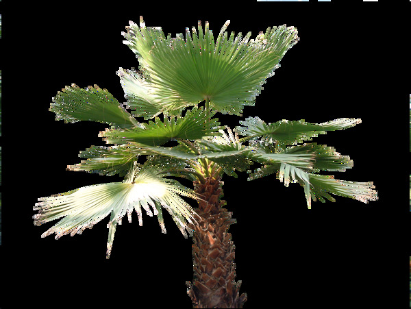 生机十足绿色植物椰子树产品实物
