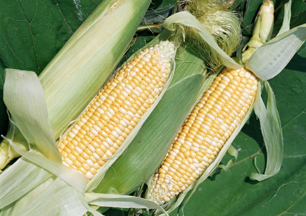 玉米高清图片