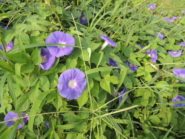 牵牛花夕颜图片