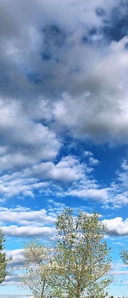 蓝天白云绿树自然景观风景壁纸