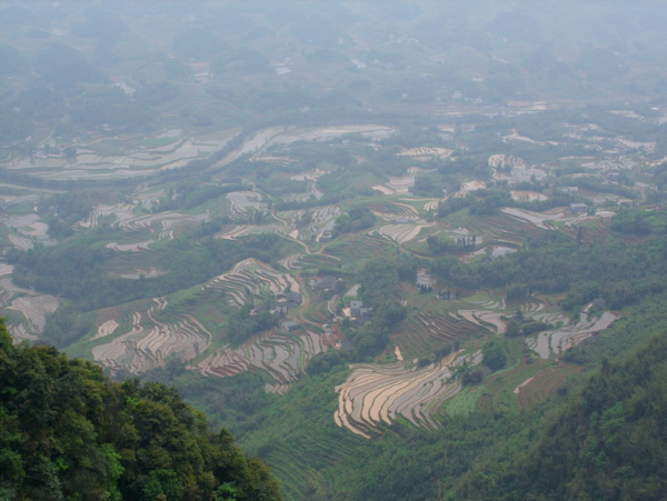 竹海风景图图片