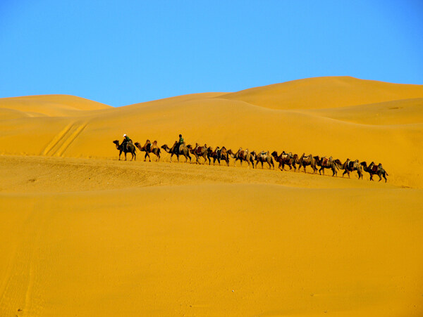 又见沙漠驼队图片