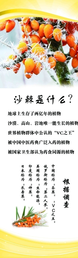 沙棘是什么