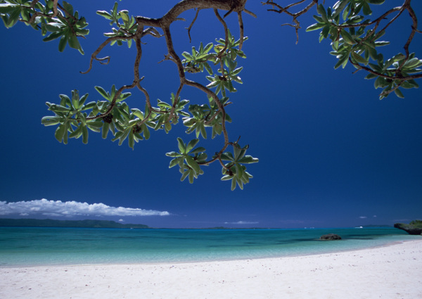 海边沙滩海滩悠闲度假树枝枝头绿叶天空晴空蓝天