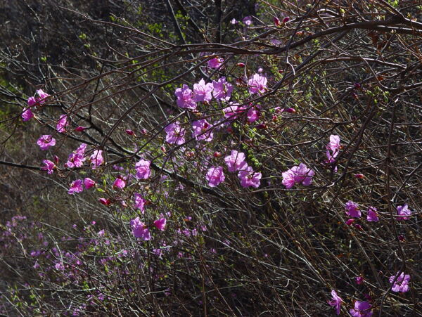 粉色花摄影图植物自然花朵背景