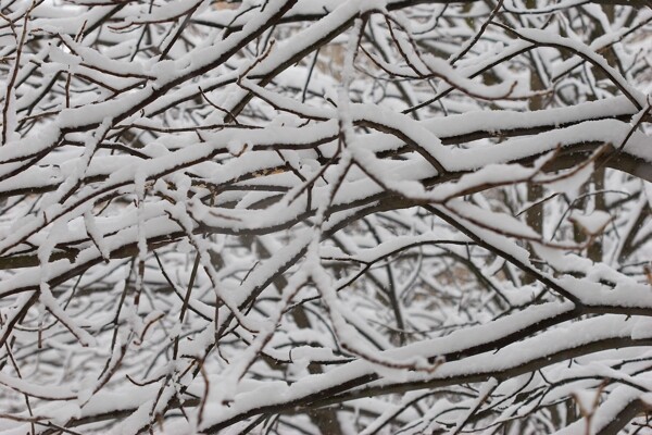 树枝上的白雪