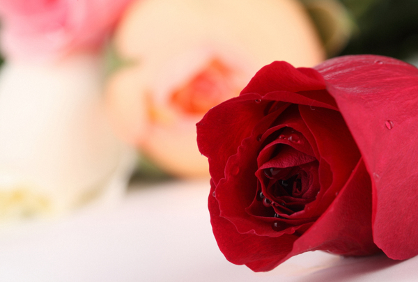 一朵红玫瑰花