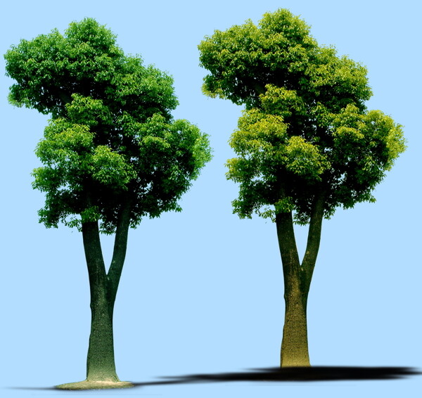 高清园林贴图常用单棵树合集1
