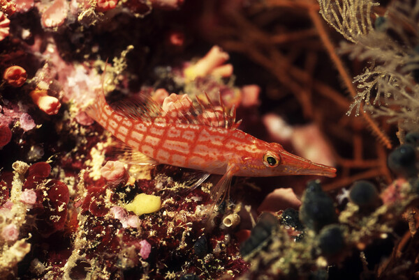 海洋生物