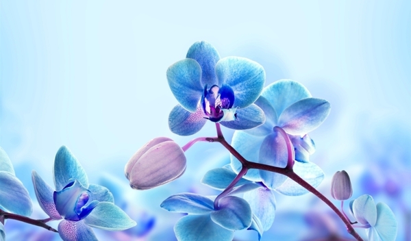 蓝色的兰花花瓣图片