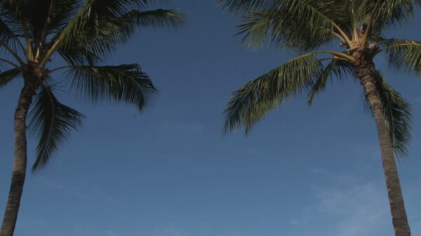在晴朗的蓝天股票视频两棵棕榈树视频免费下载