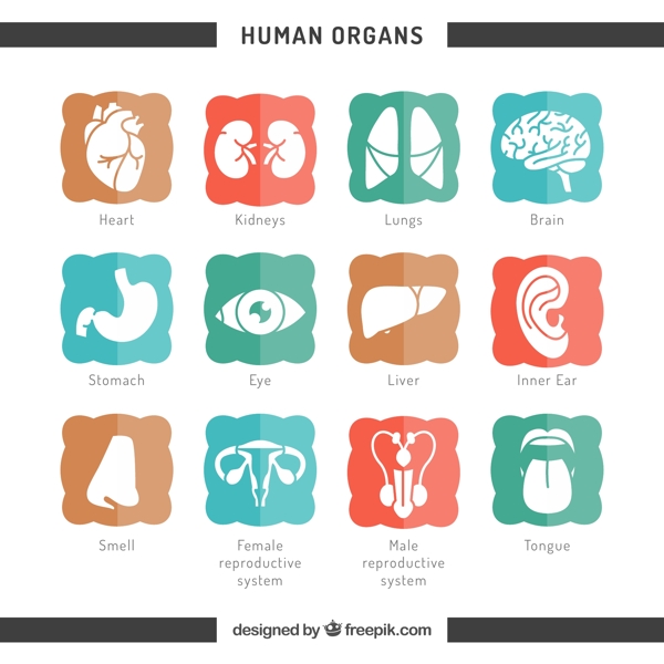 12种人体器官图标矢量图
