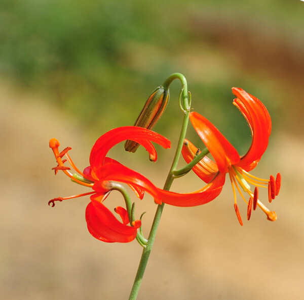 山丹花山丹丹百合花百合园