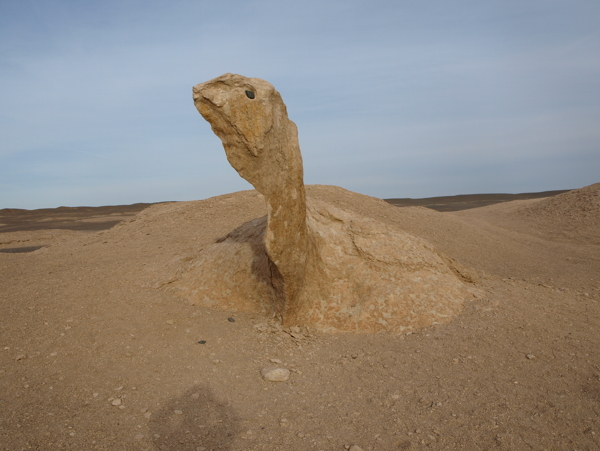 新疆沙漠族海龟图片