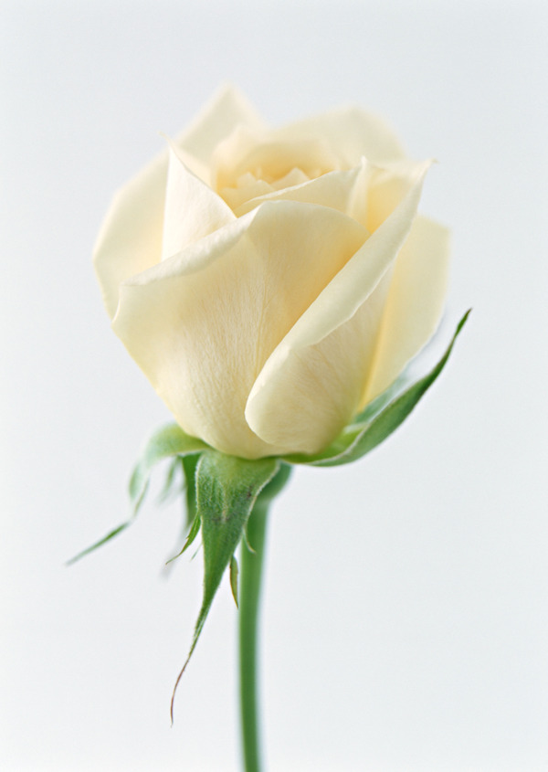 白玫瑰鲜花