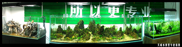 水草造景图片