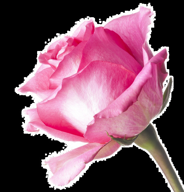逼真粉色玫瑰透明装饰素材