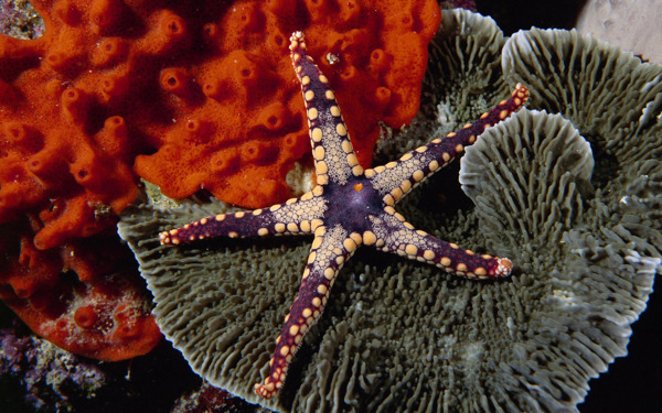 水下美丽海星珊瑚