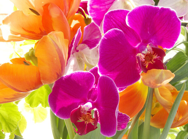 位图植物摄影写实花卉花朵兰花免费素材