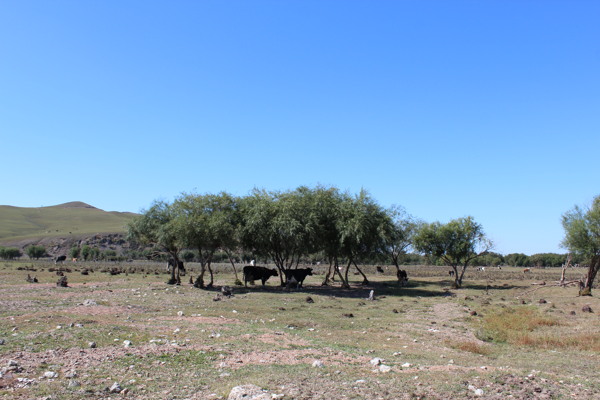 树木下的牛风景图片