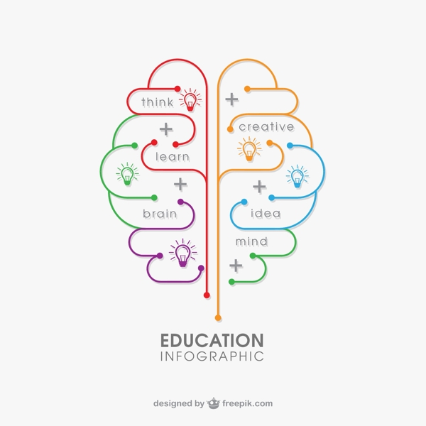 大脑教育信息图