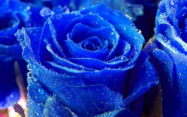 蓝玫瑰图片素材