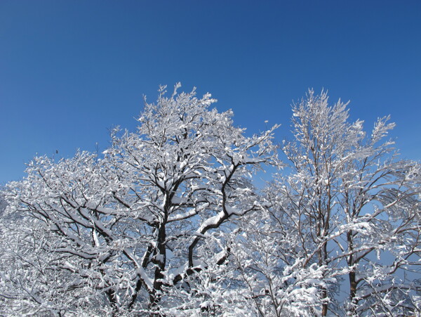 冬天的雪景树图片