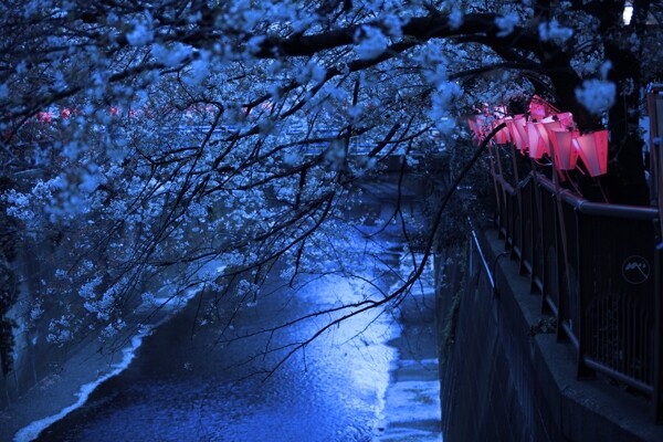 夜晚樱花风景图片