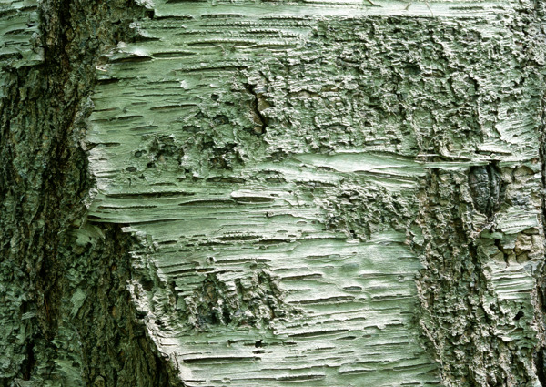 青色腐烂的树皮背景