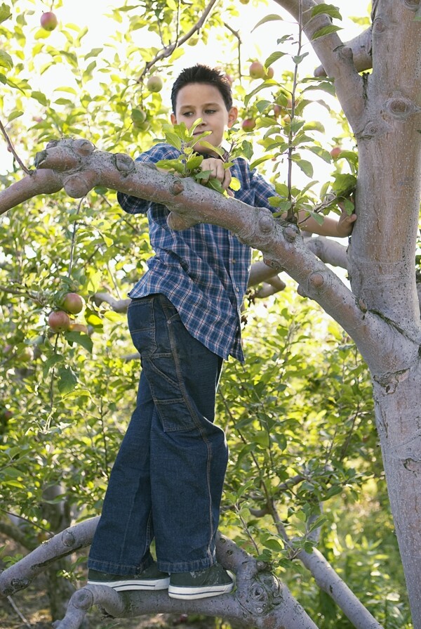 爬树的孩子图片