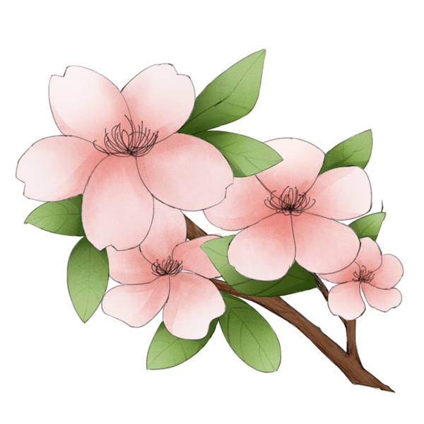 盛开的樱花花朵插画