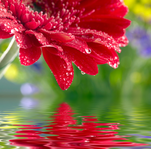 鲜花与水面倒影图片