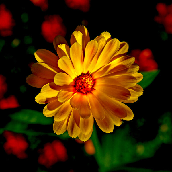 位图植物摄影写实花卉花朵数码照片免费素材